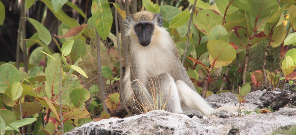 photo of a green monkey, native to barbados
